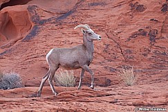 Big Horn Sheep 011313 0240