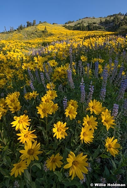 Little Cottonwood Daisies 071218 0763 2