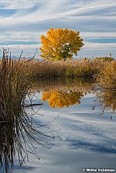 Yellow Cottonwood Reflection 110421 2229 3