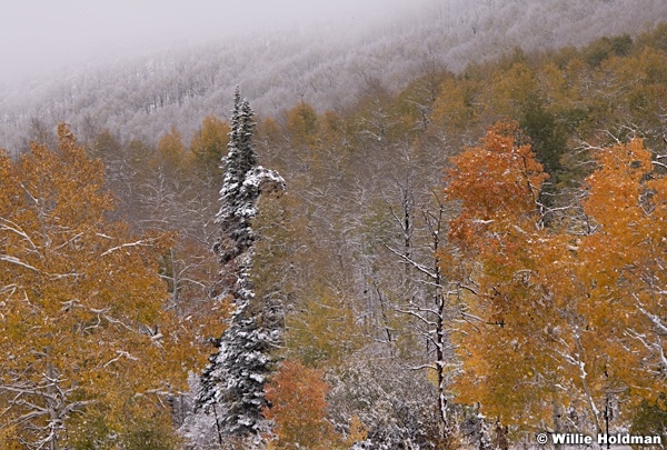 Lone Pine Orange Aspens 101018 0147 3