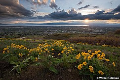 Yellow Daisies Orem 042916 2 5