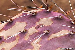 Cactus032109 13823