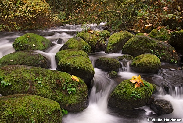 Moss Laden Creek 110514 7013 3