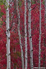 White Aspen Trunks 092220 0064