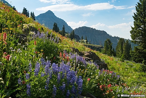 Alpine Wildflowers Timpanogos 072724 0471 2 2