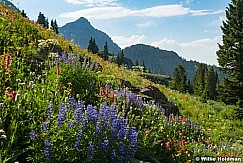 Alpine Wildflowers Timpanogos 072724 0471 2 2