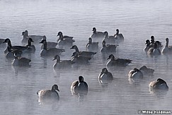 Geese On Pond 021821 2800 3