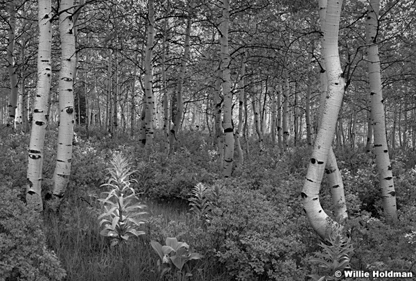 Green Spring Aspens BW052913