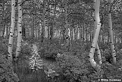 Green Spring Aspens BW052913