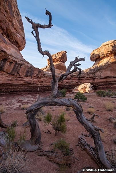 Walking Stick Canyonlands 032121 5844 2