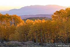 Rich Yellow Aspens 101122 2267