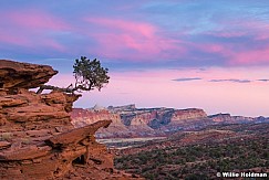 Lone Tree Capitol Reef Sunset 022305 5711