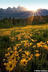 backlittetondaisies071611 4169