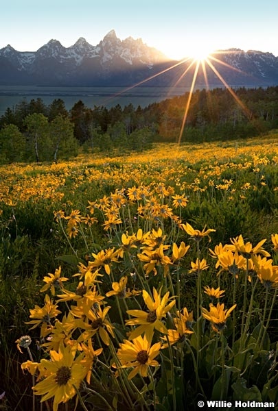 backlittetondaisies071611 4169