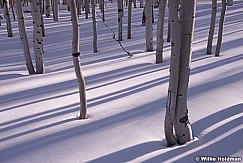 Aspen Winter Lines 011614 2