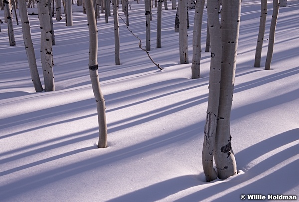 Aspen Winter Lines 011614 2