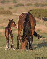 Wild Horse with Foal 051621 8561