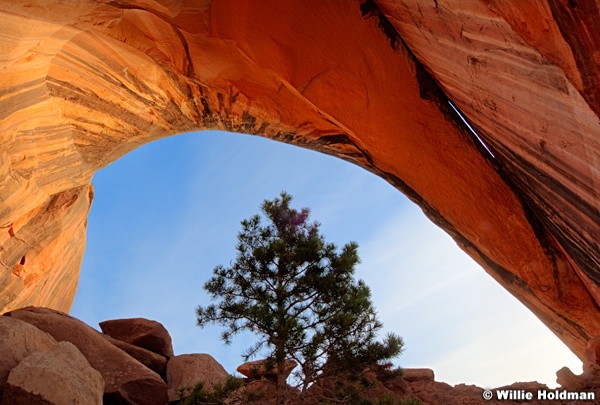 canyonlandsarchtree041511