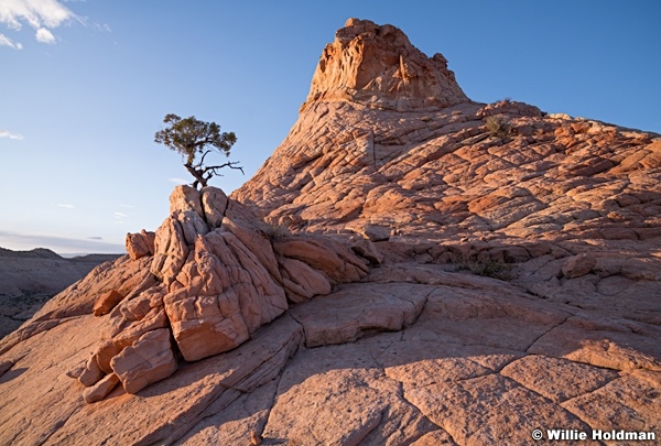 Escalante Rock Tree 040418 0102