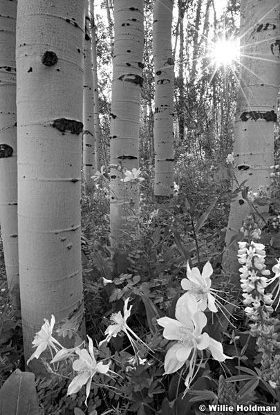 columbineaspens062710 1933BW