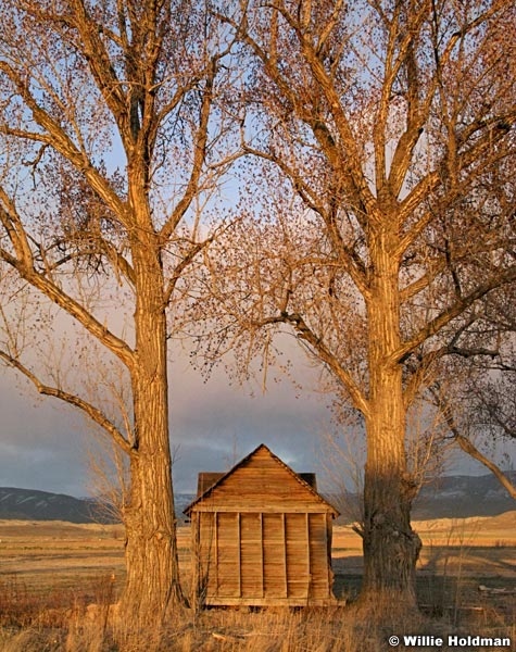 shacktrees041707 25675