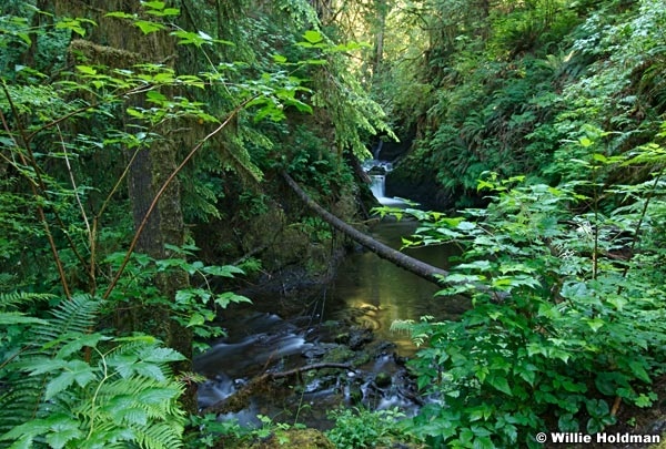 062507olympicrainforest742