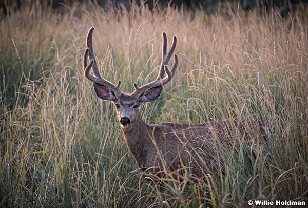 Mule Deer Velvet 081618 5474 2