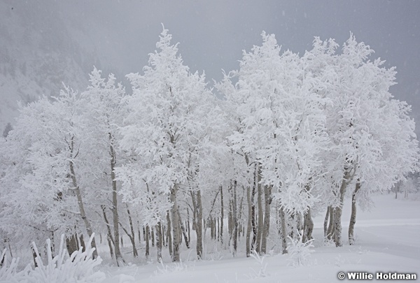 Frost Trees Sundance 4