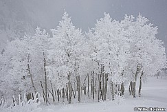 Frost Trees Sundance 4