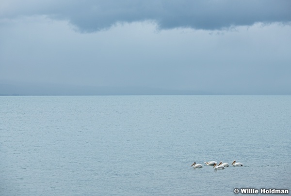 Bear Lake Pelicans 061720 7031