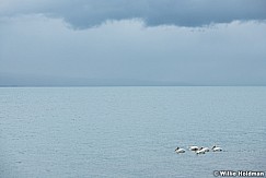 Bear Lake Pelicans 061720 7031