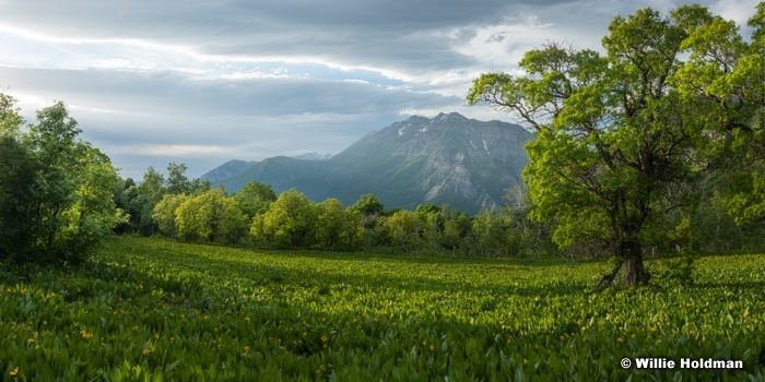 Timpanogos Greens 061416