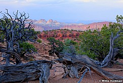 Capitolreef 272 3