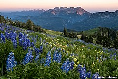 American Fork Canyon Wildflowers 071516 7575 1