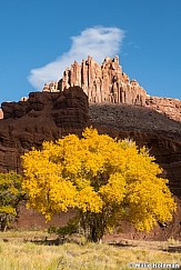 Yellow Cottonwood Castle 102924 5201