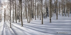 Aspen winter forest 01017 7708