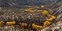 Cottonwoodscurve101609pan
