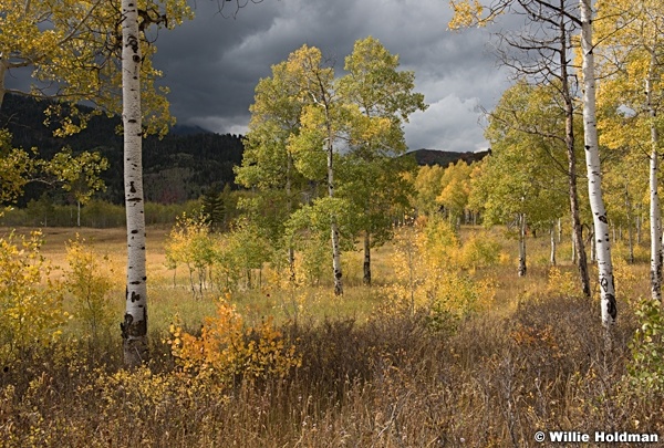 Yellow meadowAspens Backlit 092216 5462 4