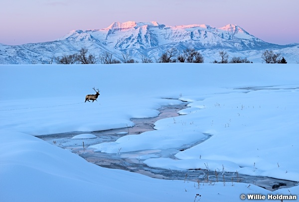 Timpanogos Sunrise Winter Elk SOLD OUT!