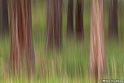 Ponderosa Pines Abstract 080913 2