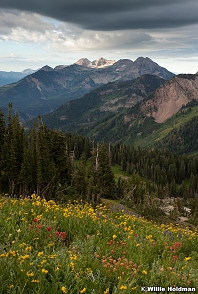 Timpanogos Flowers Clouds 072412