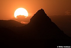 Red Sun Cocks Comb 062625 1448 2 2