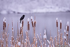 Red Winged Blackbird 042515 7635