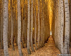 Poplar Tree Rows 102616 7172 6x7