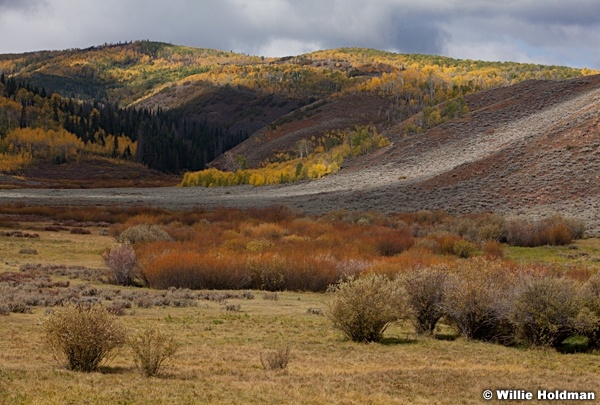 Autumn Browns Aspens 092612 269