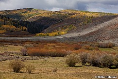 Autumn Browns Aspens 092612 269