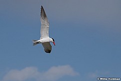 Tern Utah Lake 042320 8245