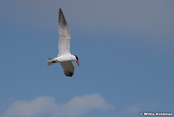 Tern Utah Lake 042320 8245
