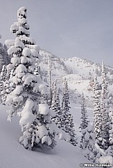 Timpanogos Winter Pines 123015 1726 2