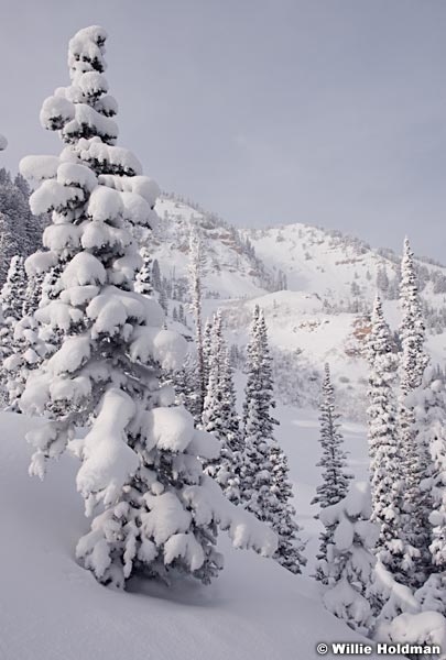 Timpanogos Winter Pines 123015 1726 2